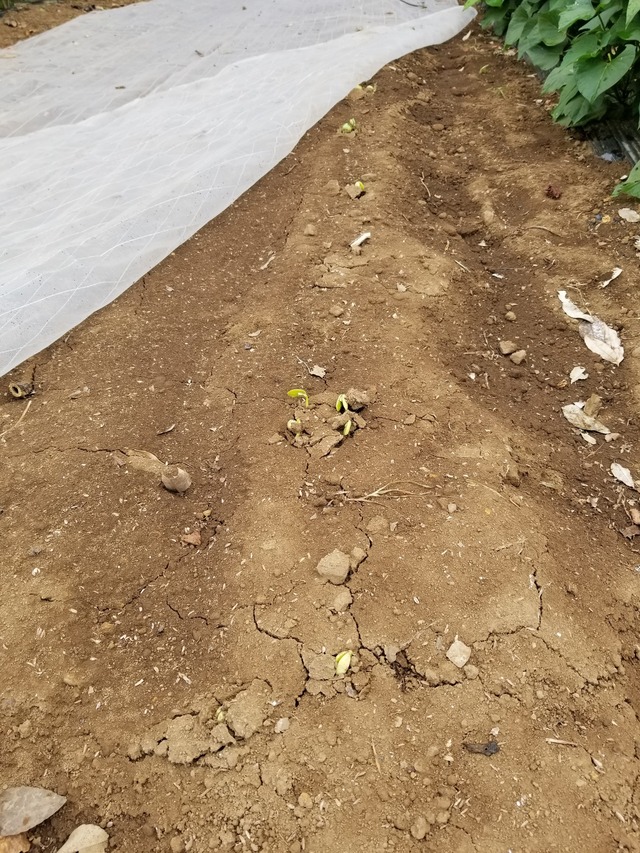 20230709_074023_copy_1512x2016