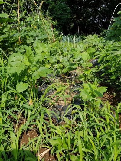 20190626_084344-1620x2160