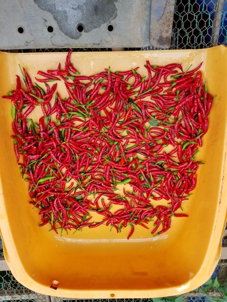 唐辛子を1日1g 鷹の爪1本分を食べると良い のじさんの徒然草