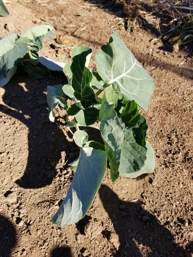 20201231_100926_copy_2268x3024