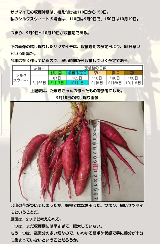 サツマイモの試し堀りとさつまいもを甘くする方法 のじさんの徒然草 サツマイモの試し堀りとさつまいもを甘くする方法 のじさんの徒然草