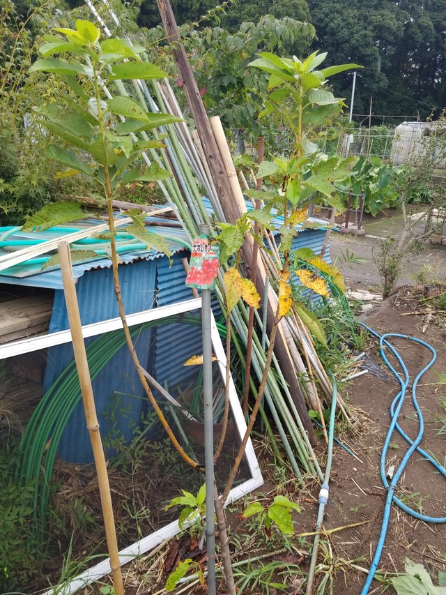 IMG_20230922_105322_copy_1512x2016