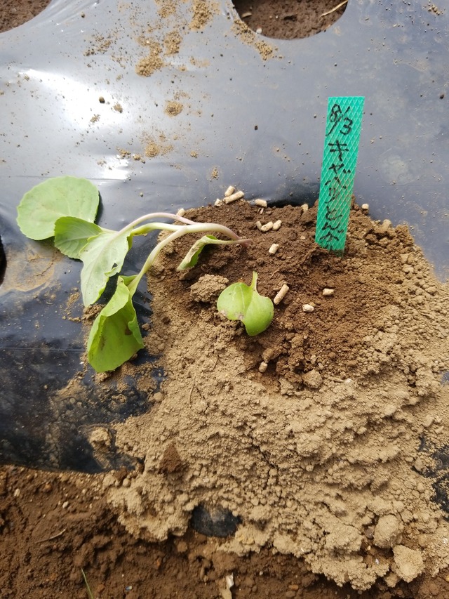 IMG_20230828_134653_copy_1512x2016