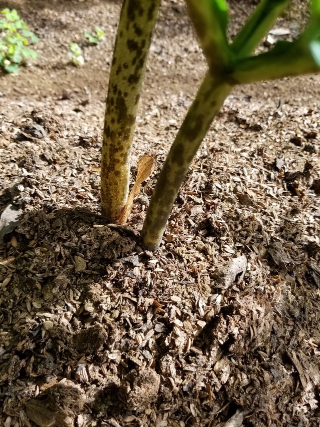 20210803_075654_copy_2268x3024