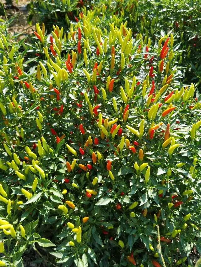 20200822_141532_copy_2268x3024