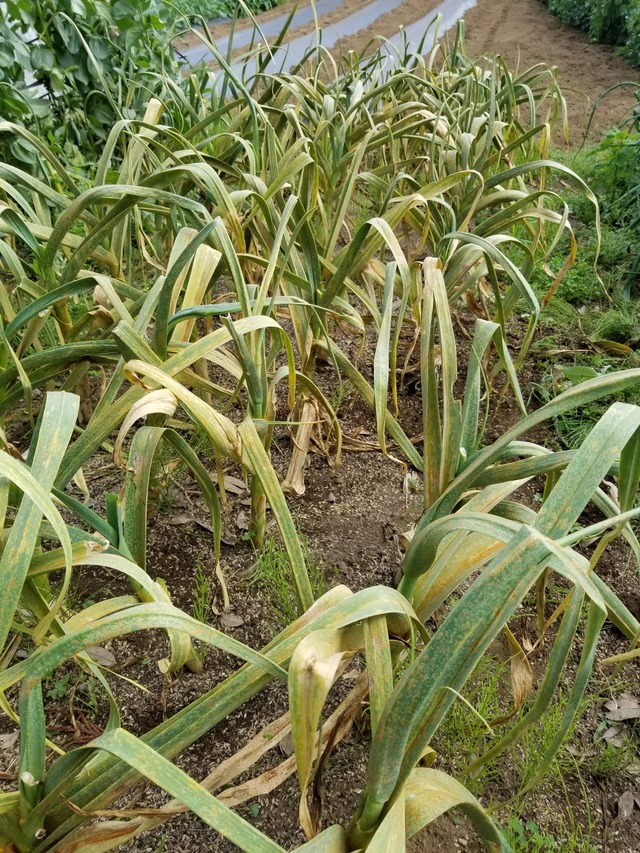 にんにく苗 16苗 抜き苗 ニンニク 有機肥料栽培 にんにくホワイト 10苗 有機肥料栽培 - メルカリ