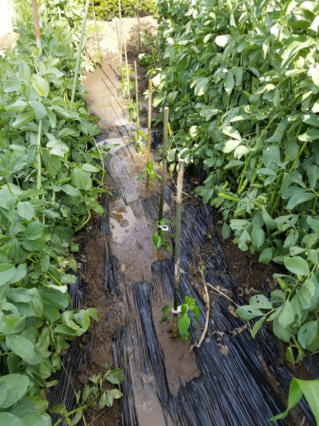 日光唐辛子と鷹の爪の定植 のじさんの徒然草