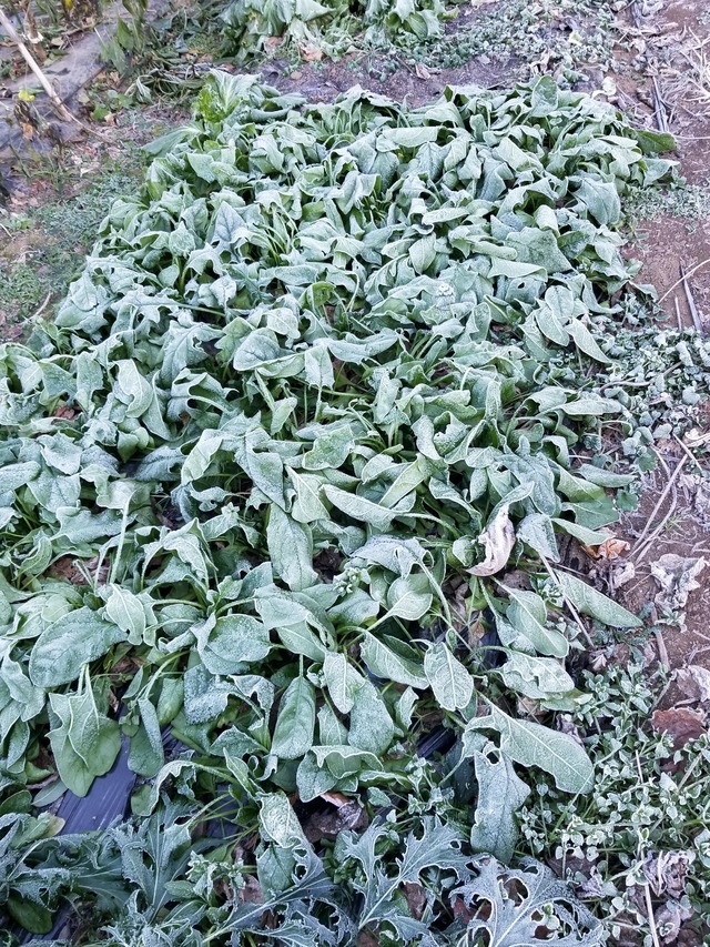 20201217_075330_copy_2268x3024