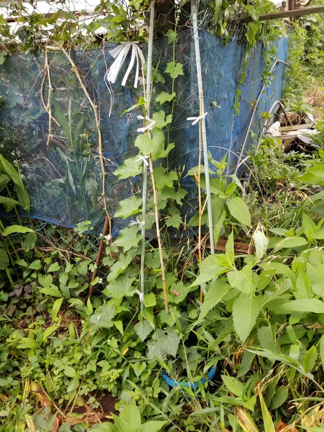 20200701_090012_copy_2268x3024