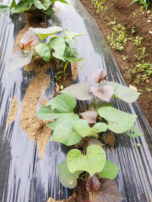 20210607_085616_copy_2268x3024