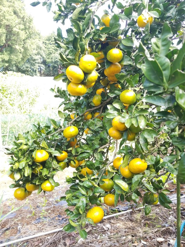 IMG_20231018_110803_copy_1512x2016