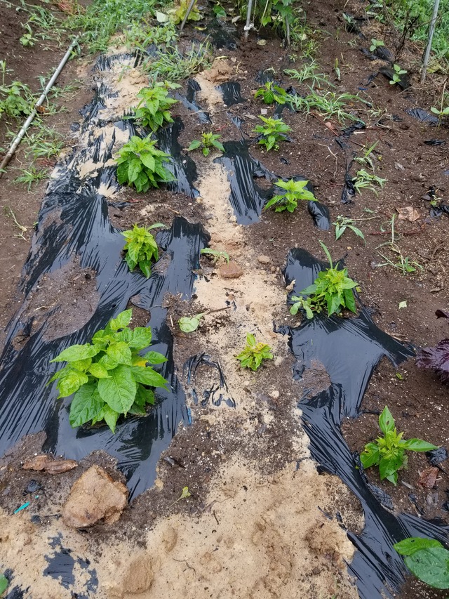 唐辛子は毎日食べると健康に良い のじさんの徒然草