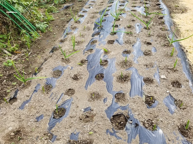 第２菜園の野菜の生育状況 ニンニク 秋ジャガイモ のじさんの徒然草