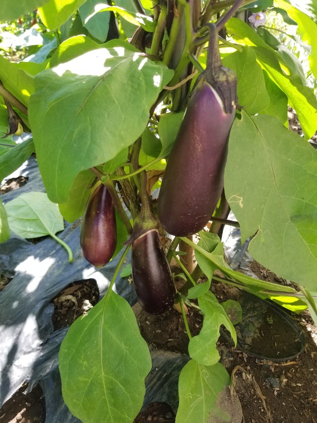 20230730_153112_copy_1512x2016