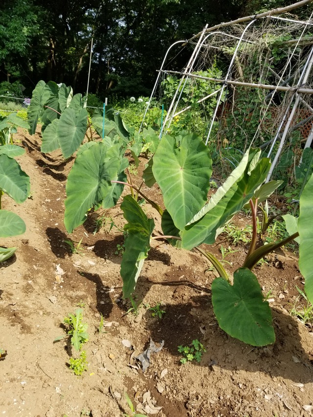 20210615_085750_copy_2268x3024