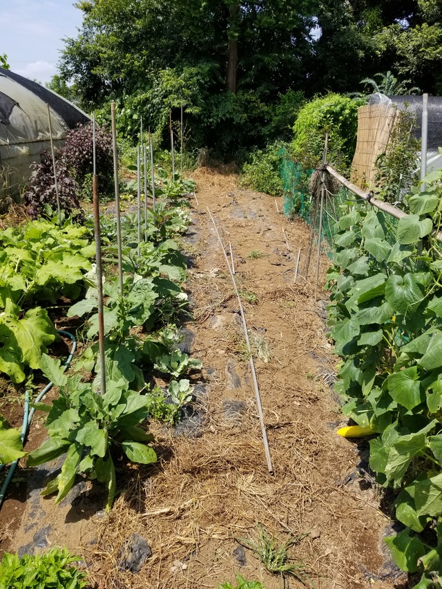 馬糞堆肥を撒いて耕耘した 馬糞 牛糞 豚糞 鶏糞 のじさんの徒然草