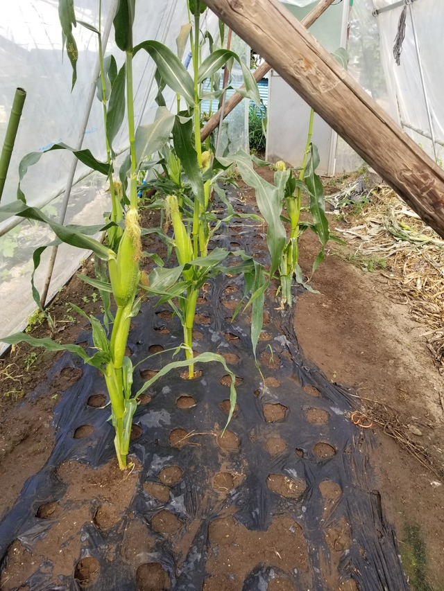 20230618_082133_copy_1512x2016