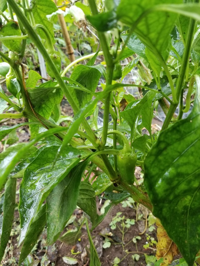 20210909_085310_copy_2268x3024