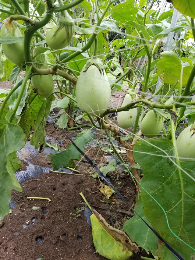 20210817_080713_copy_2268x3024