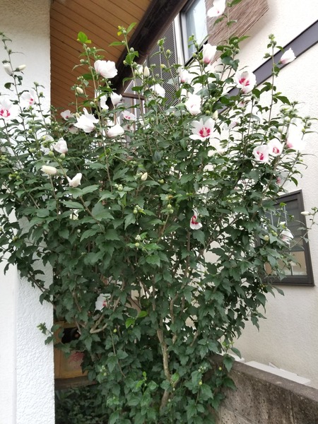 20190706_181739-1620x2160