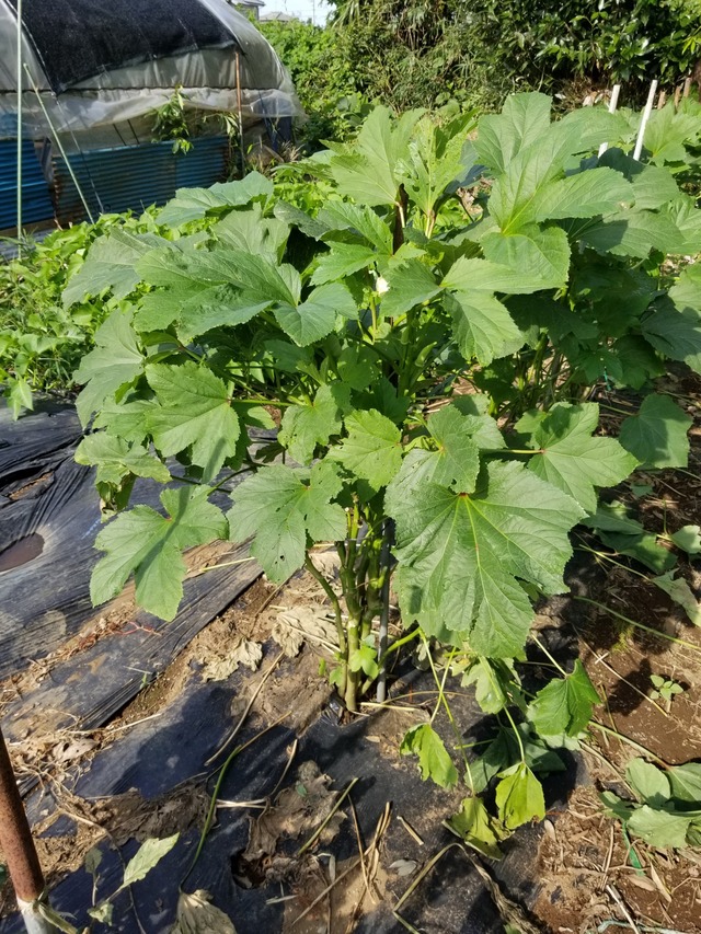 20190920_083245-1620x2160