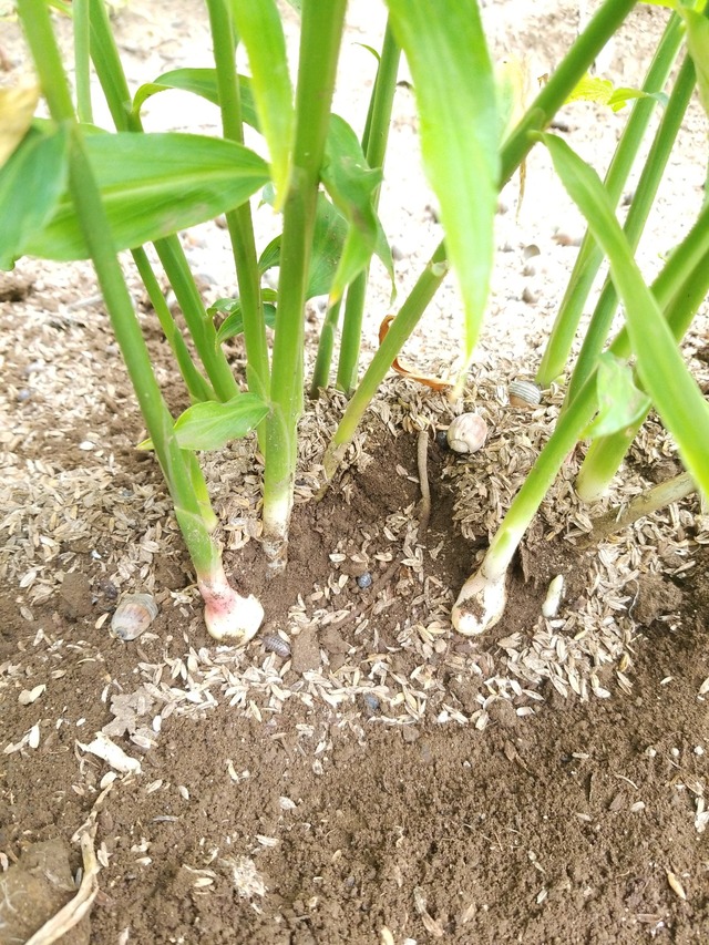 IMG_20231004_135232_copy_1512x2016