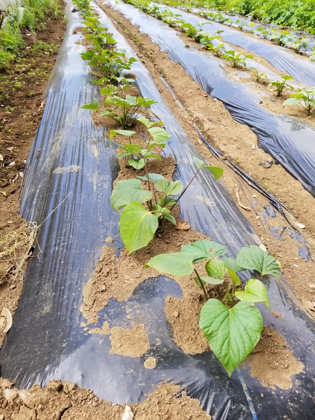 20210531_080750_copy_2268x3024