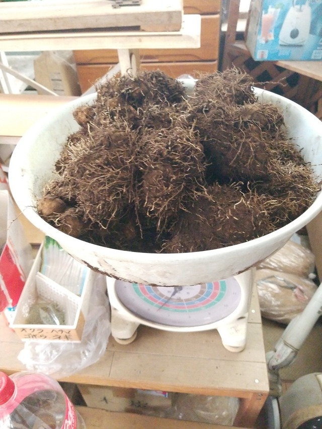 IMG_20231025_151741_copy_1512x2016