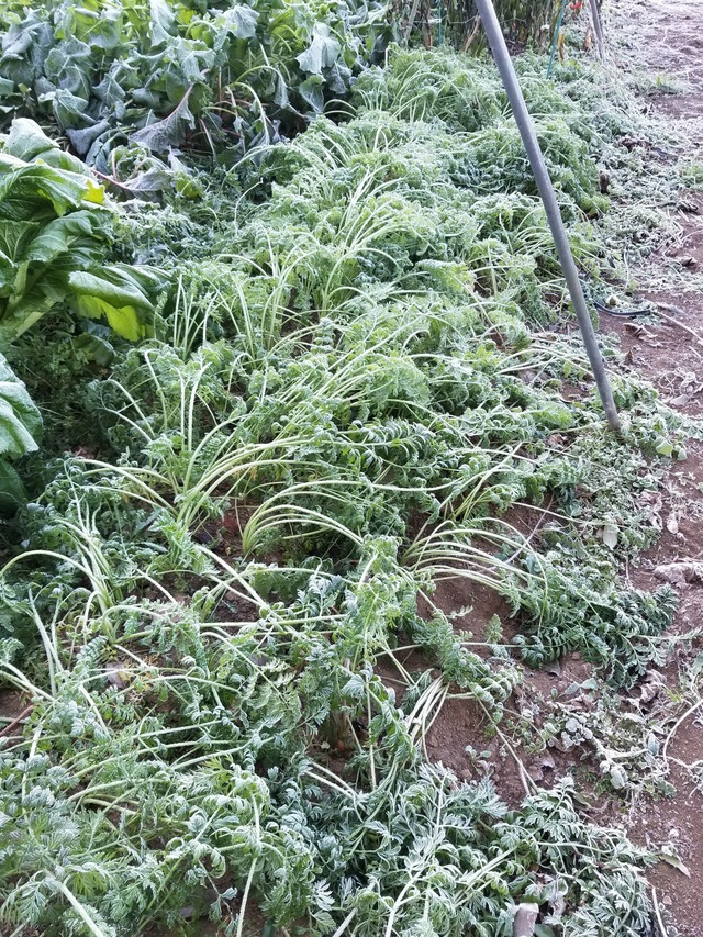 20201217_075216_copy_2268x3024