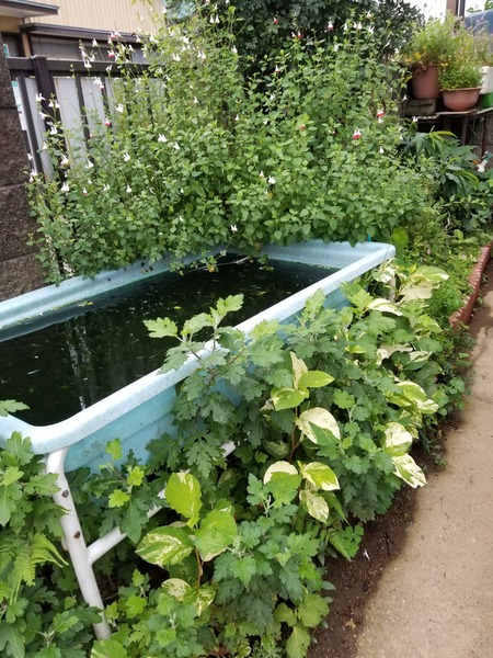 20190706_181451-1620x2160