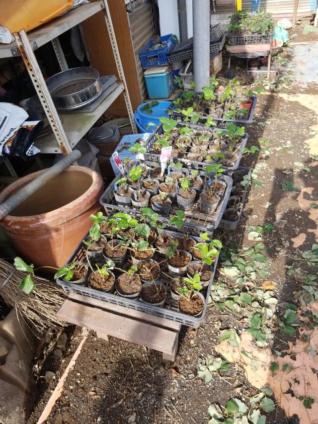 IMG_20230910_075809_copy_1512x2016