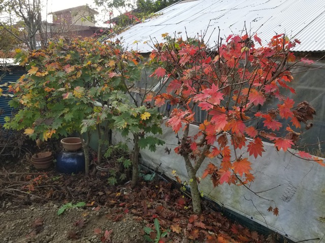 20211110_080956_copy_3024x2268