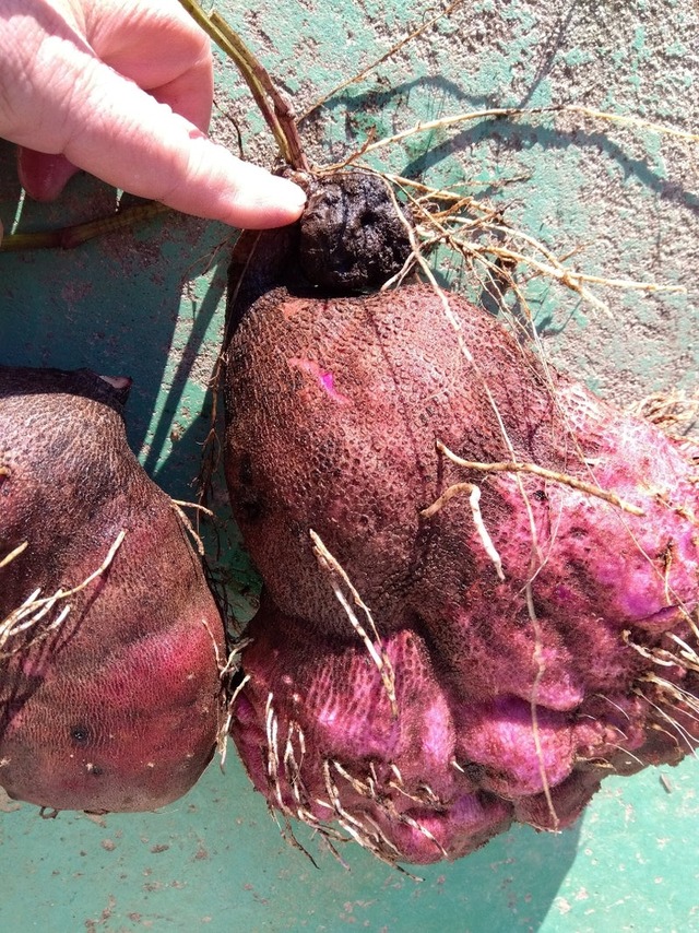 o0810108015220931468