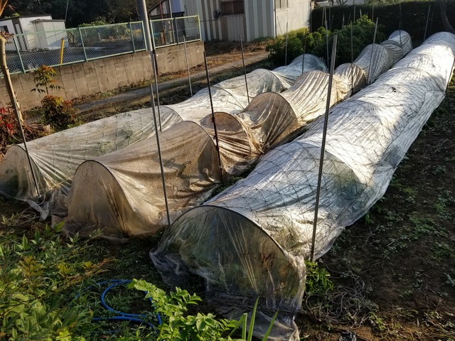 ジャガイモ 霜除け のじさんの徒然草