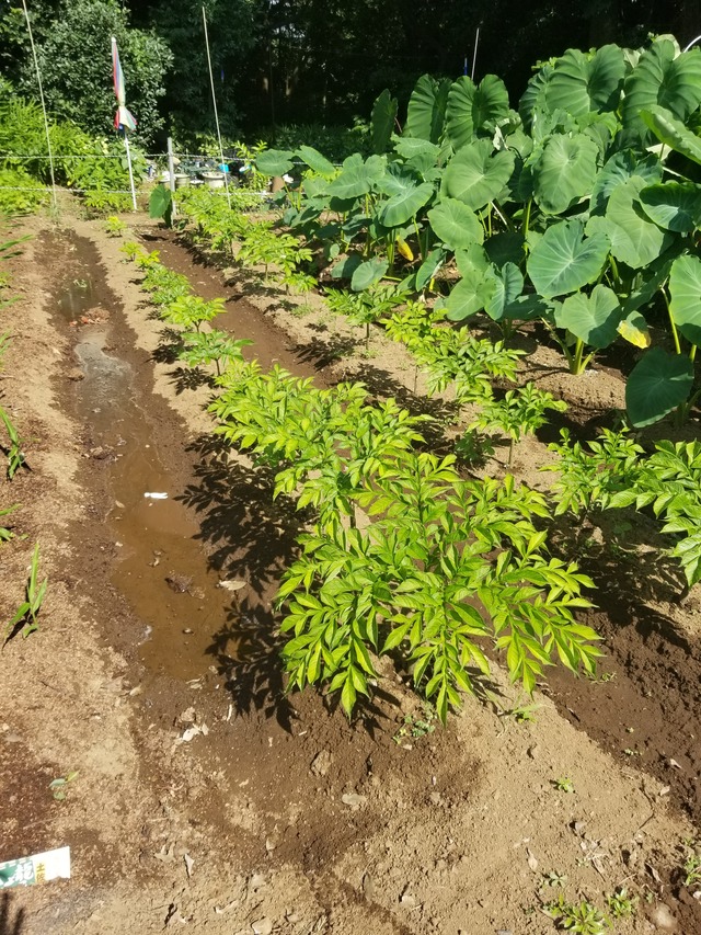 20210721_084752_copy_2268x3024