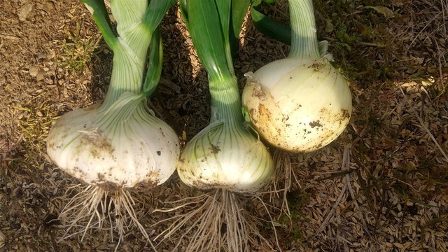 o1080060715053242093