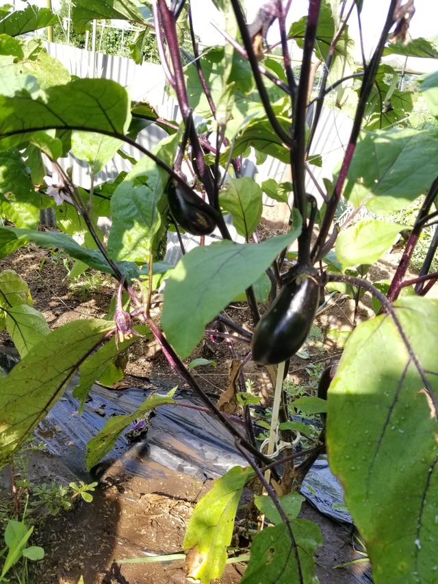 20220630_074730_copy_1512x2016