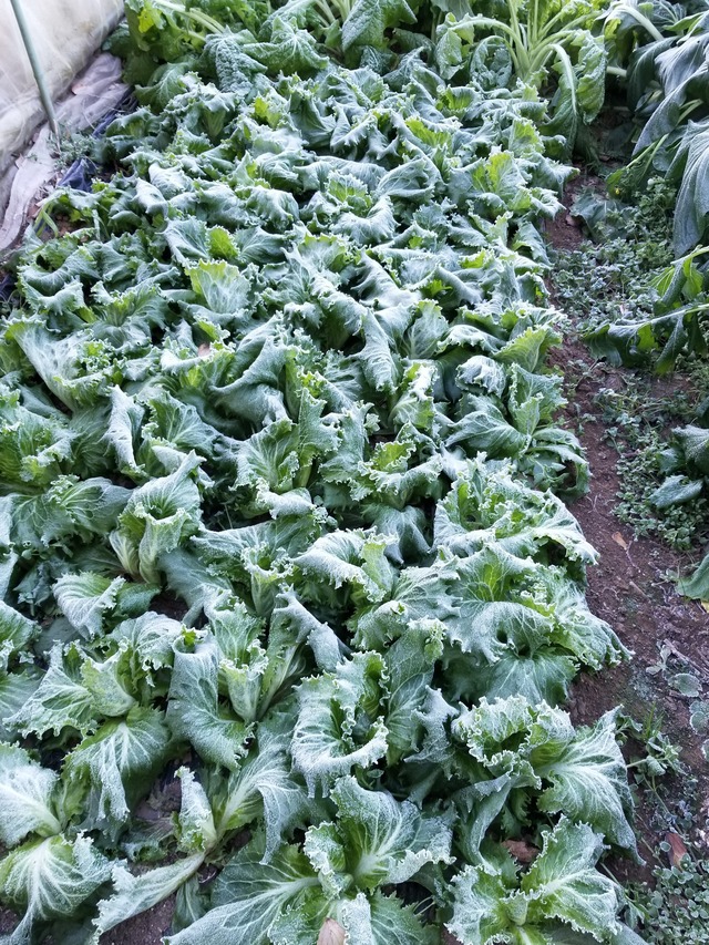 20201217_075307_copy_2268x3024