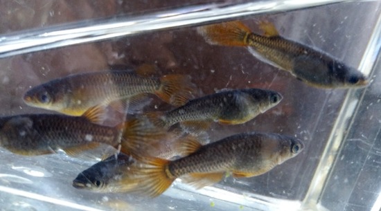 エクスブロラーエラー