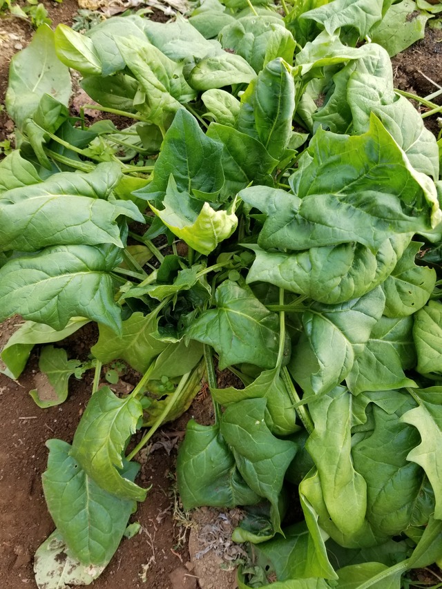 20210106_083147_copy_3024x4032