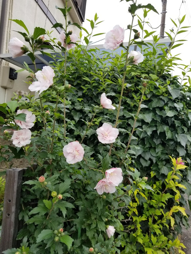 20200716_091930_copy_2268x3024