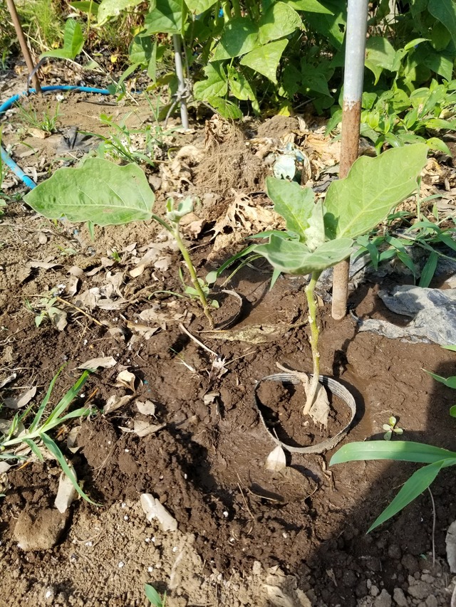 20220630_080309_copy_1512x2016