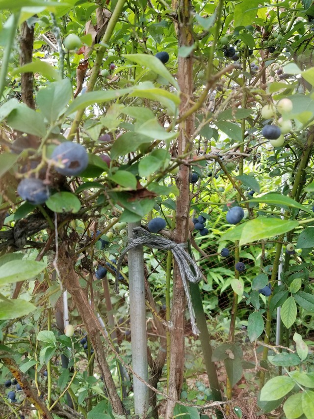 20230703_083127_copy_1512x2016