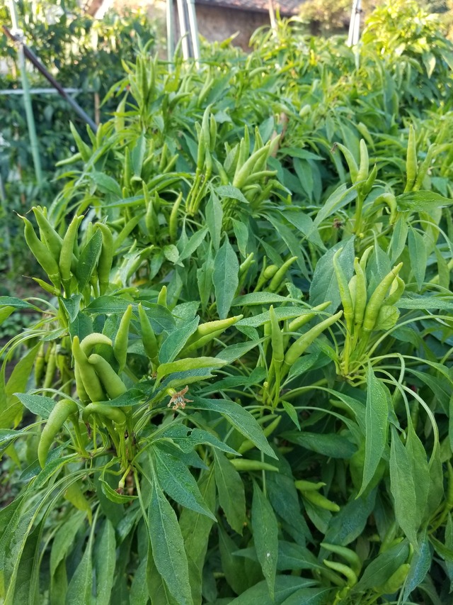 20201117_073208_copy_2268x3024