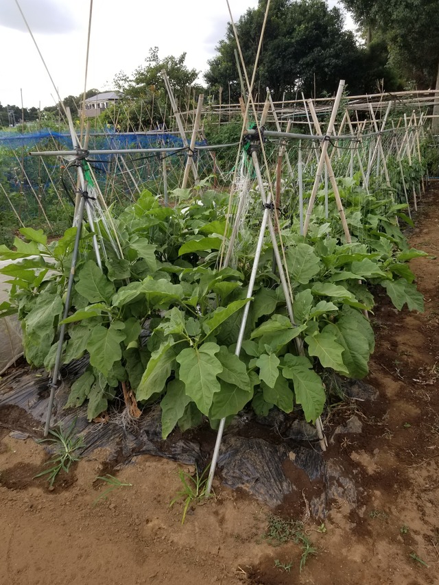 20210723_171118_copy_2268x3024