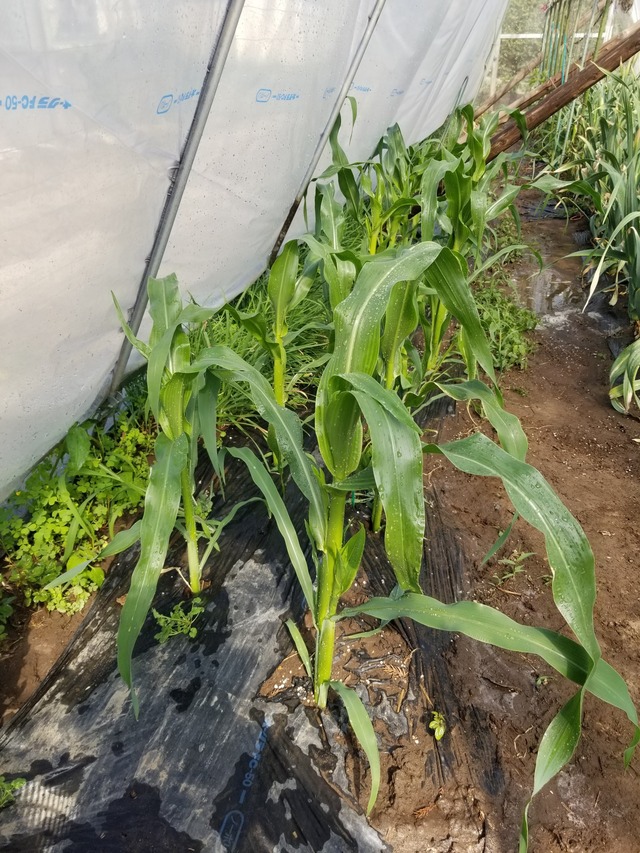 20230427_143537_copy_1512x2016