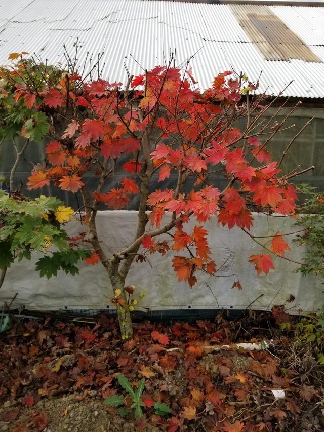 20211110_081254_copy_2268x3024