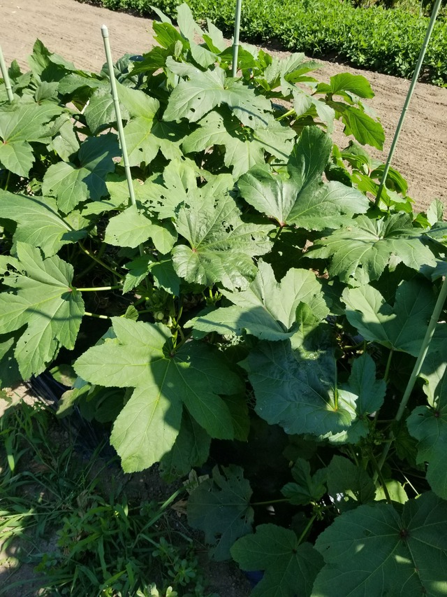 20210725_143715_copy_2268x3024