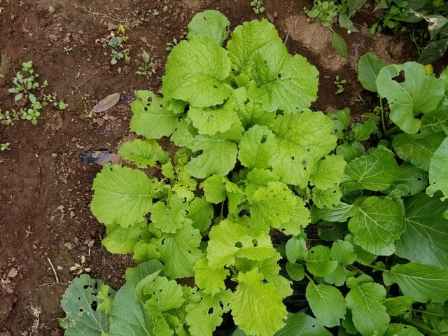 20201108_095620_copy_2268x1701