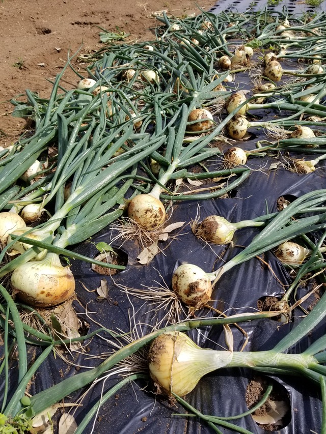 20210424_142014_copy_2268x3024